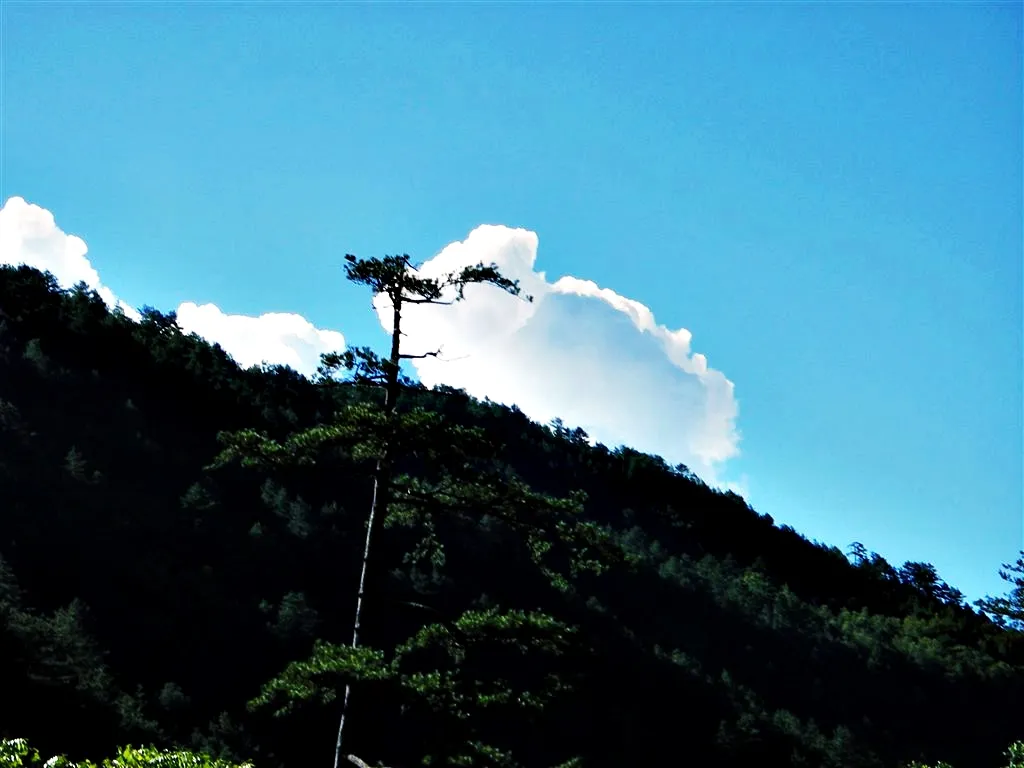 武陵農場的白雲飄飄