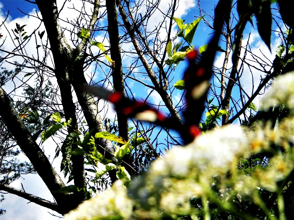 曙鳳蝶的美麗身姿