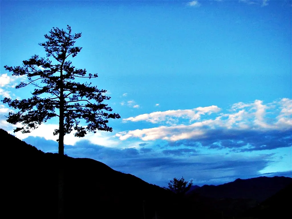 武陵農場孤傲的樹影