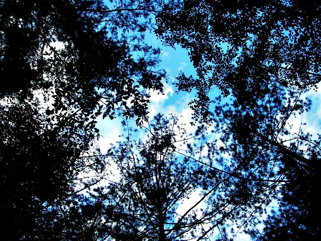 樹林間的朦朧美景