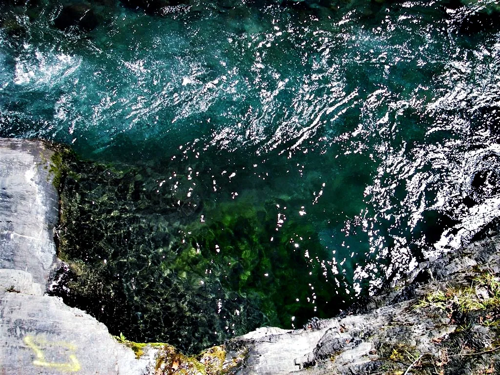 櫻花鉤吻鮭出沒處