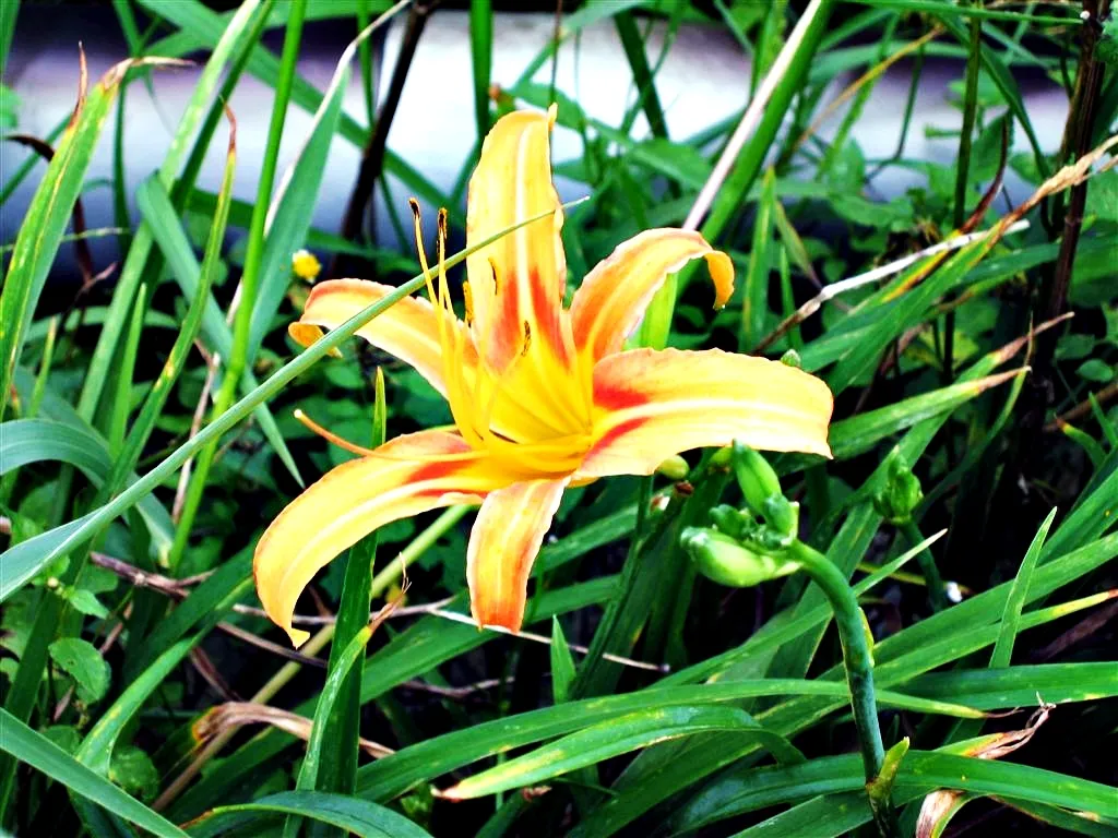 太麻里的金針花盛開