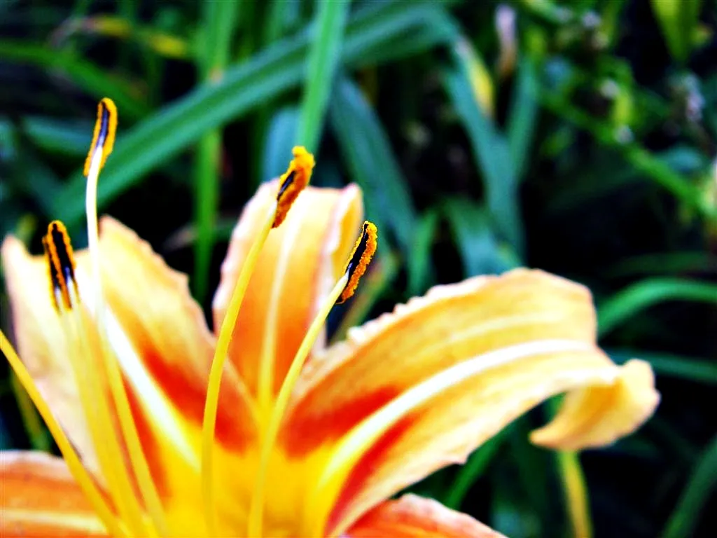 金針花的花蕊細節