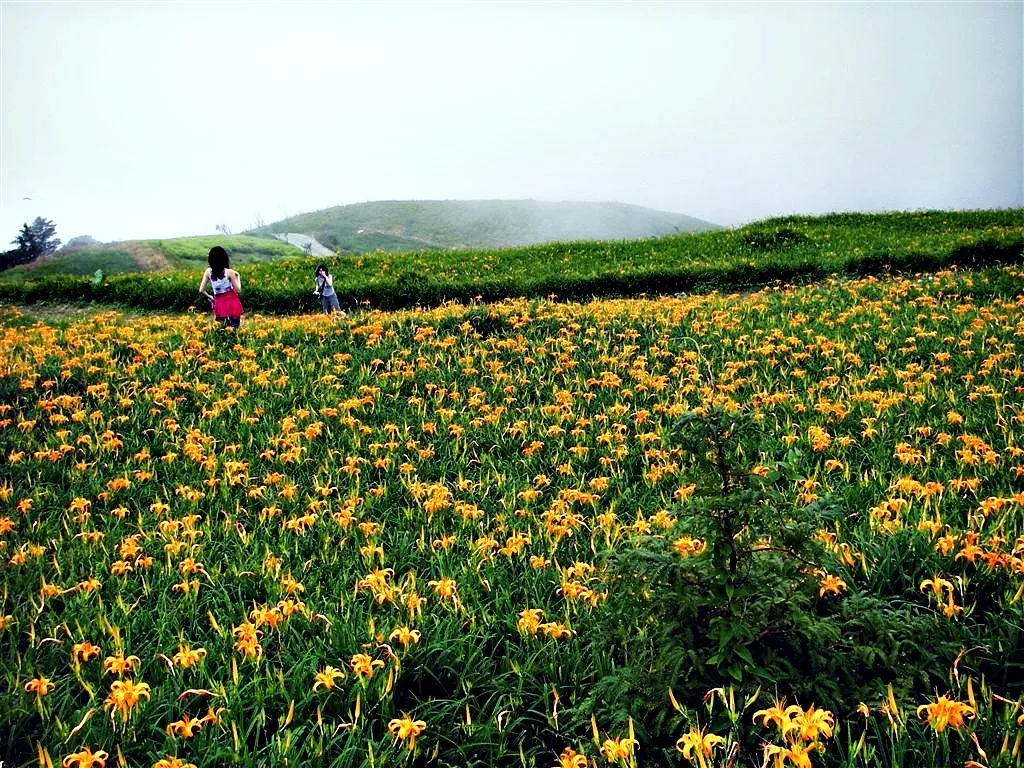 太麻里金針花田