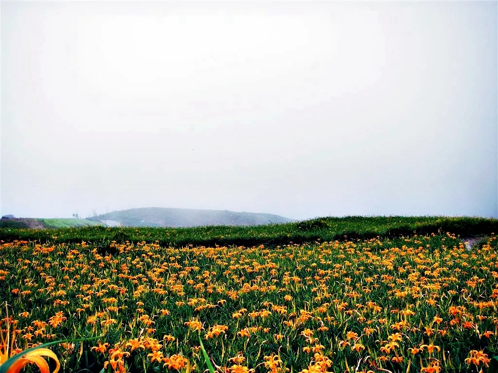 廣闊的金針花田