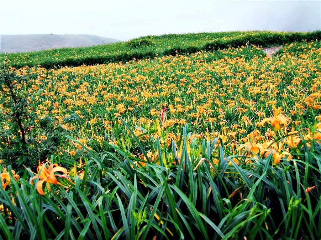 滿山谷的金針花田