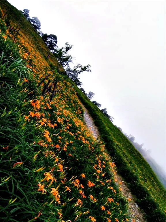 俯瞰金針花山谷