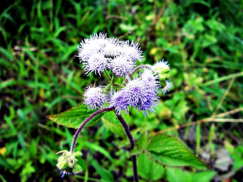 路邊的紫色野花